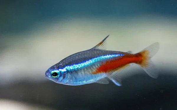 Best Tank Mates for Guppies