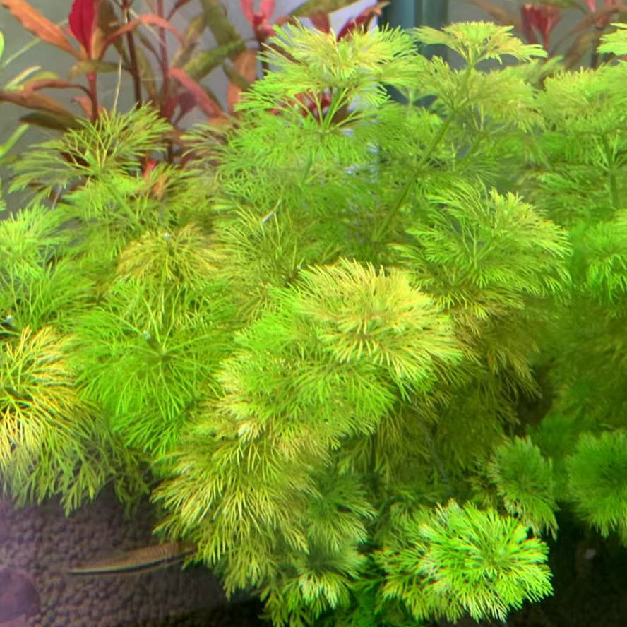 Ambulia (Limnophila sessiliflora)