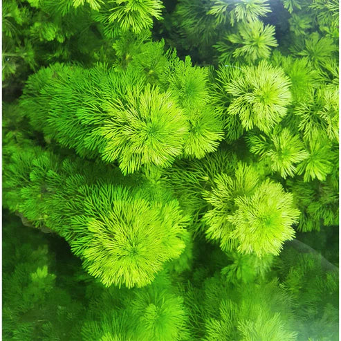 Ambulia (Limnophila sessiliflora) 5 Stems-Submersed Grow
