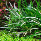 Eriocaulon vietnam Foreground Plant-submersed grow