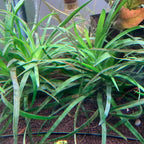 Eriocaulon vietnam Foreground Plant-submersed grow