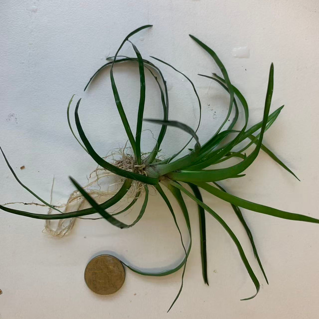 Eriocaulon vietnam Foreground Plant-submersed grow