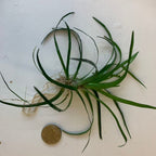 Eriocaulon vietnam Foreground Plant-submersed grow