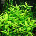 Hygrophila Polysperma 10 Stems-Midground Plant-Submersed Grown