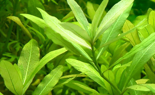 Hygrophila Polysperma
