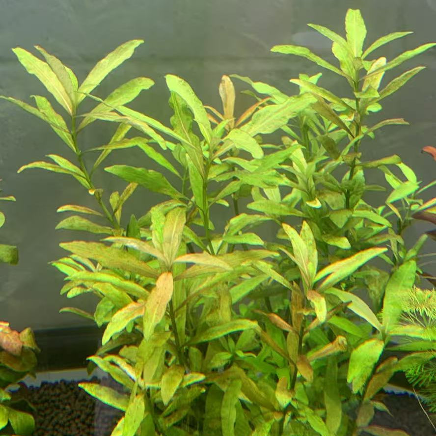 Hygrophila Polysperma 10 Stems-Midground Plant-Submersed Grown