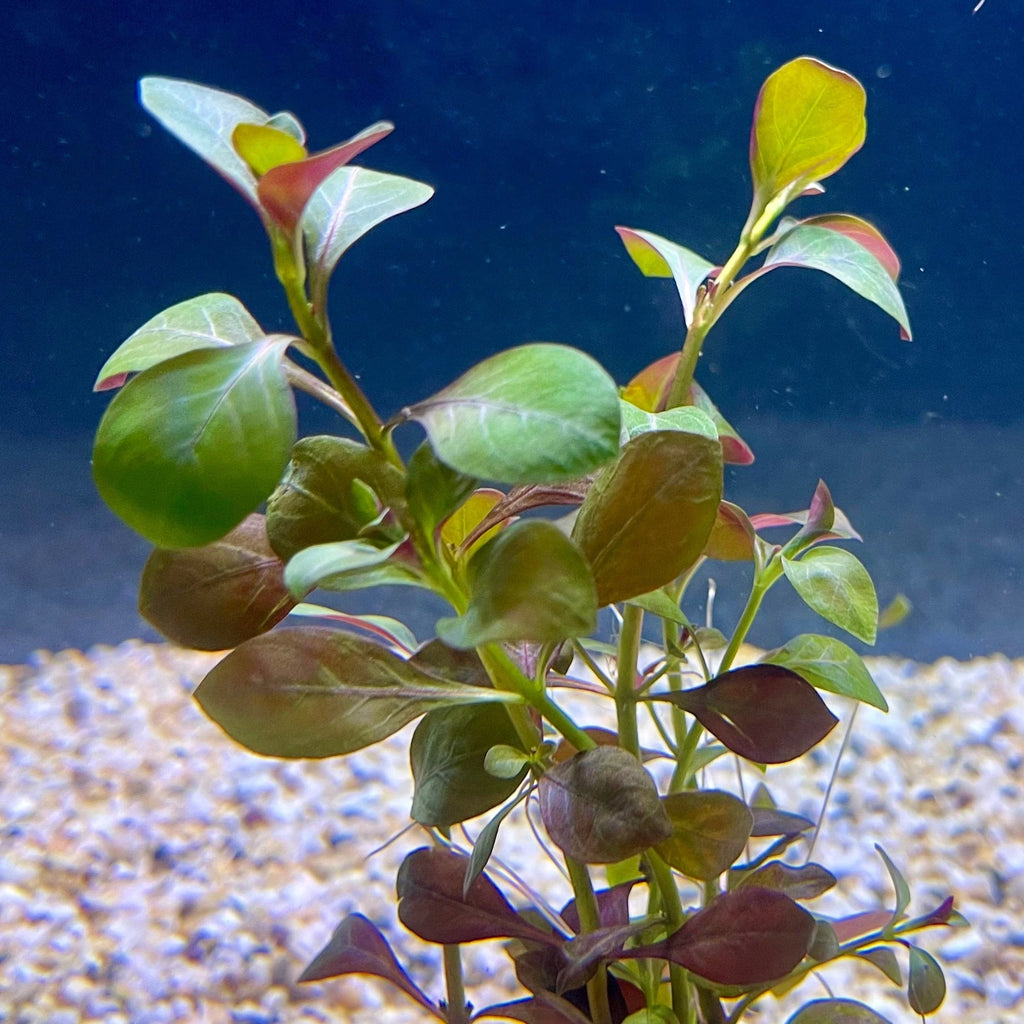 Ludwigia Repens(Green) 10 Stems-Submersed Grow