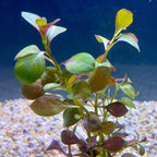 Ludwigia Repens(Green) 10 Stems-Submersed Grow