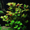 Ludwigia Repens(Green) 10 Stems-Submersed Grow