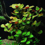 Ludwigia Repens(Green) 10 Stems-Submersed Grow
