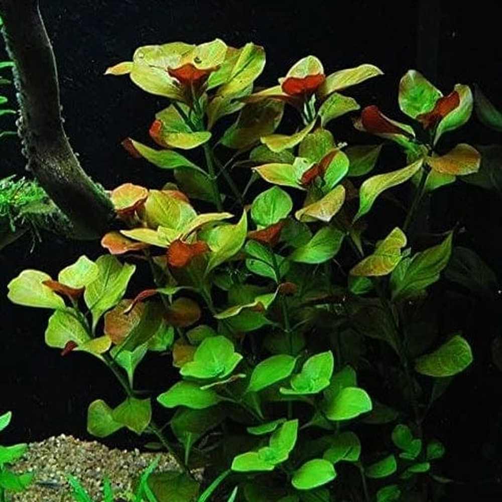 Ludwigia Repens(Green) 10 Stems-Submersed Grow
