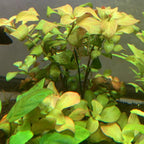 Ludwigia Repens(Green) 10 Stems-Submersed Grow
