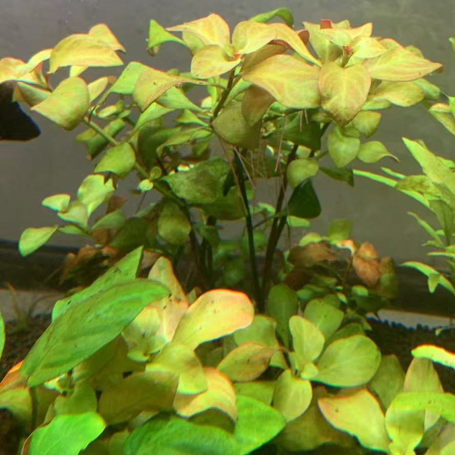 Ludwigia Repens(Green) 10 Stems-Submersed Grow