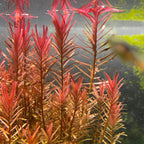 Rotala Blood Red Bunch 15 Stems Submersed