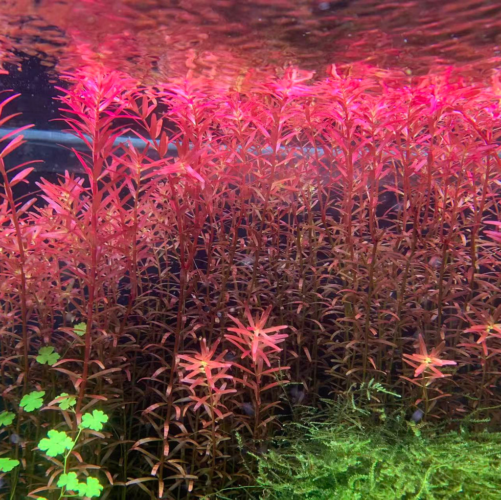 Rotala Blood Red Bunch 15 Stems Submersed