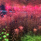 Rotala Blood Red Bunch 15 Stems Submersed