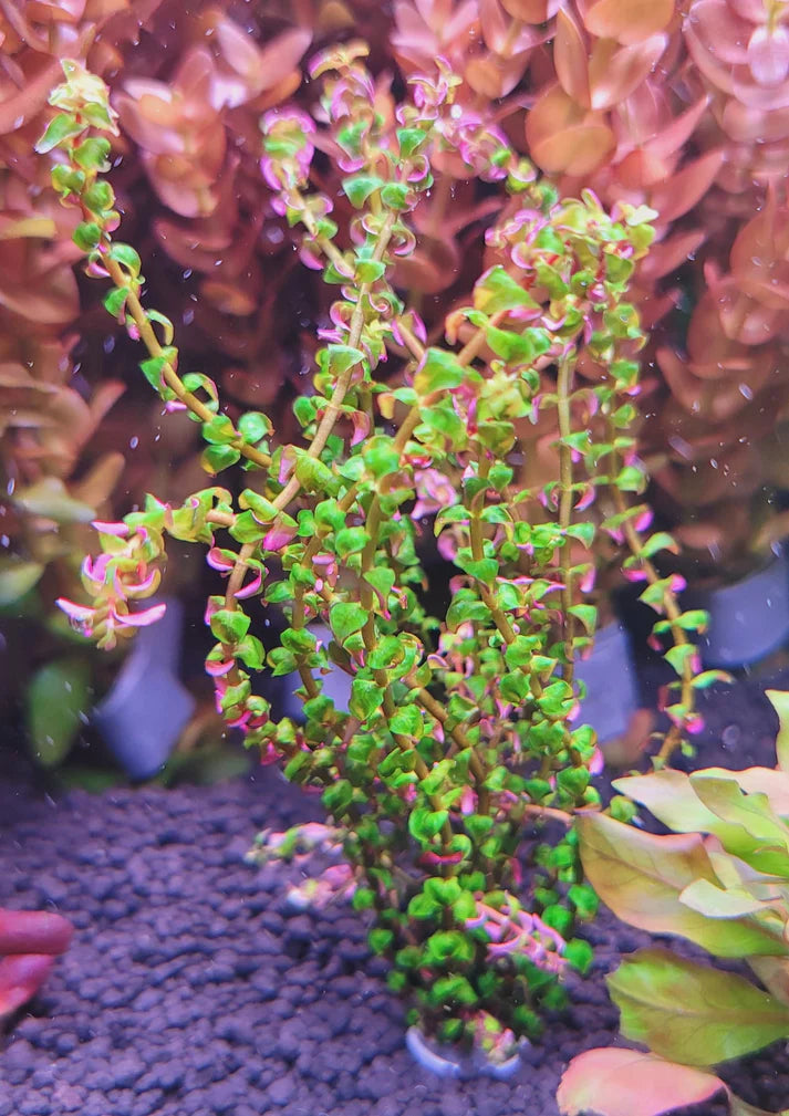 Rotala Pearl Mini Type2 5 Stems-Submersed Grown