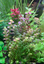 Rotala Pearl Mini Type2 5 Stems-Submersed Grown