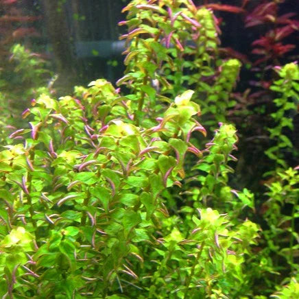 Rotala Pearl Mini Type2 5 Stems-Submersed Grown