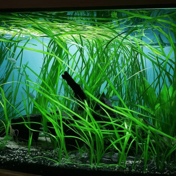 Vallisneria 30cm Tall-Background Plant-Submersed Grown