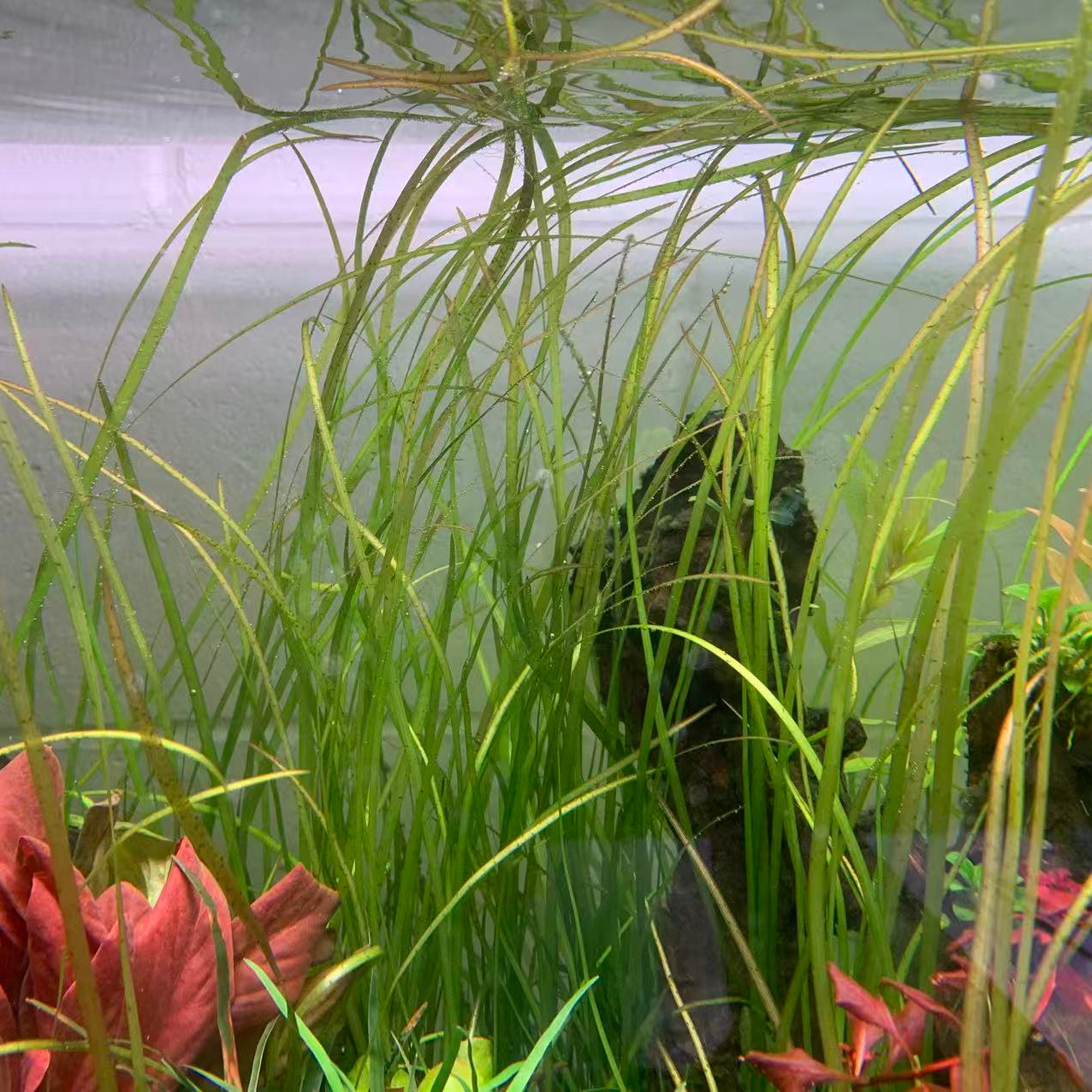 Vallisneria 30cm Tall-Background Plant-Submersed Grown