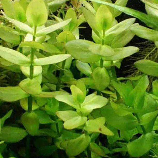 Bacopa sp. Japan 5 Stems-Midground Plant-Submersed Grown