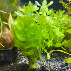 Bacopa sp. Japan 5 Stems-Midground Plant-Submersed Grown