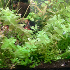 Bacopa sp. Japan 5 Stems-Midground Plant-Submersed Grown