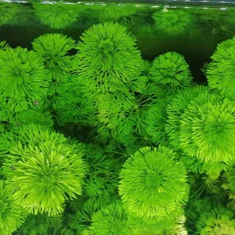 Ambulia (Limnophila sessiliflora) 5 Stems-Submersed Grow